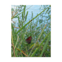 Butterfly by the River