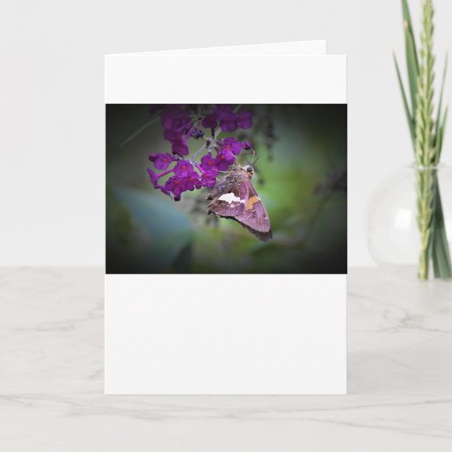 Butterfly, card (Front)