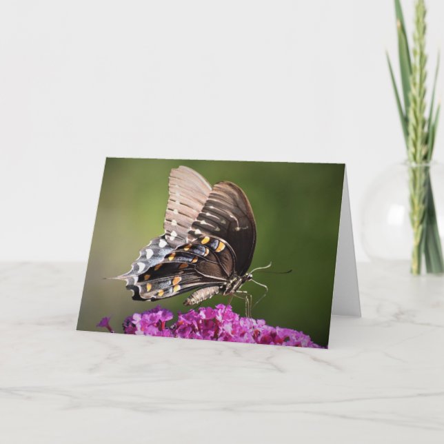 Butterfly, card (Front)