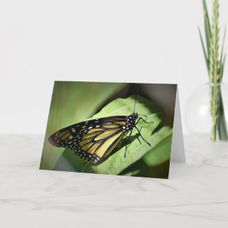 Butterfly, card