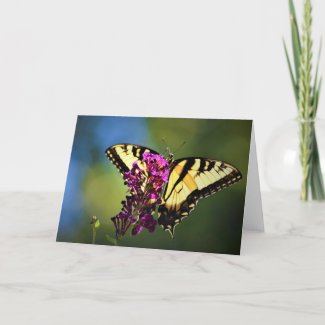 Butterfly, card