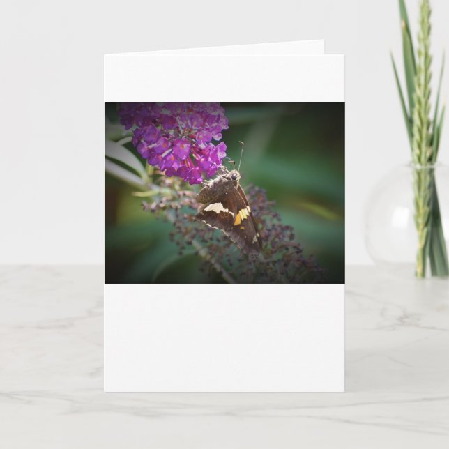 Butterfly, card (Front)