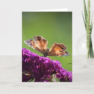 Butterfly, card