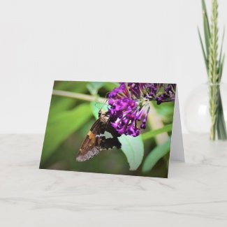 Butterfly, card