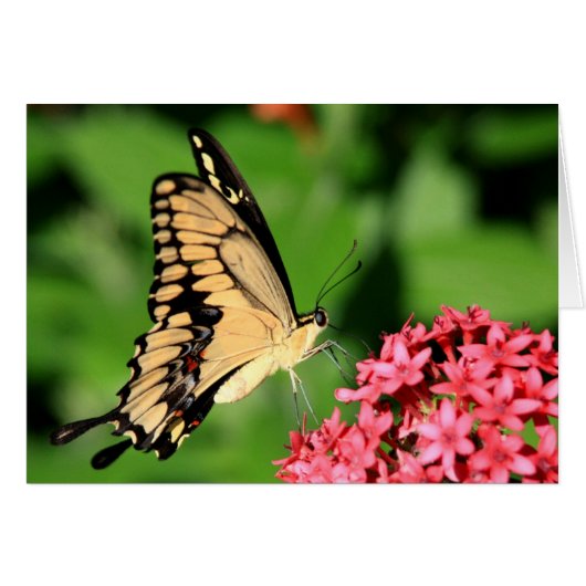 Butterfly card (Front Horizontal)