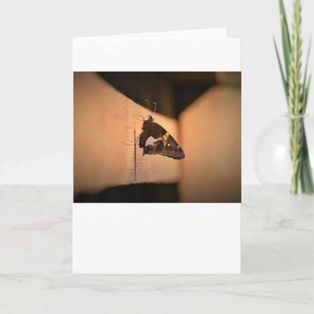 Butterfly, card (Front)