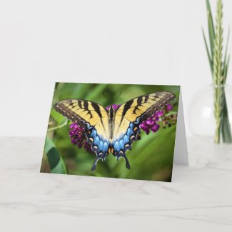 Butterfly, card