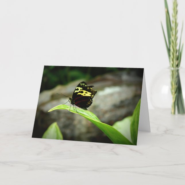 Butterfly Card (Front)