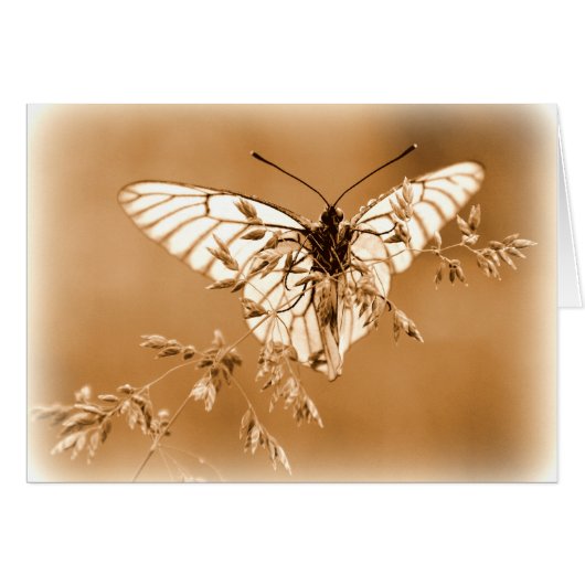 Butterfly Card (Front Horizontal)