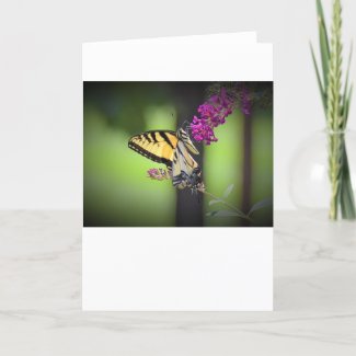 Butterfly, card