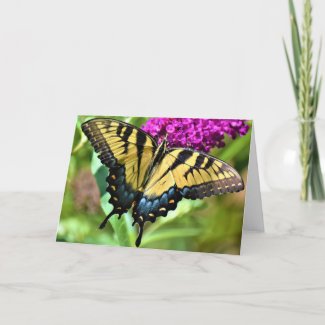 Butterfly, card