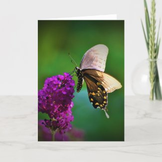 Butterfly, card