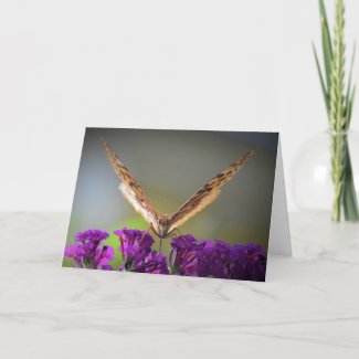 Butterfly, card