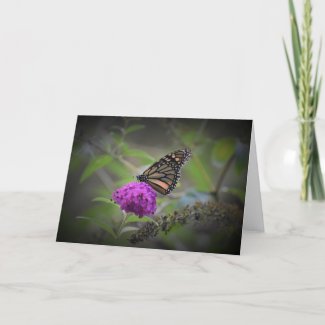 Butterfly, card