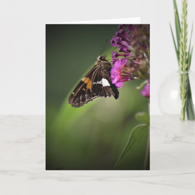 Butterfly, card (Front)