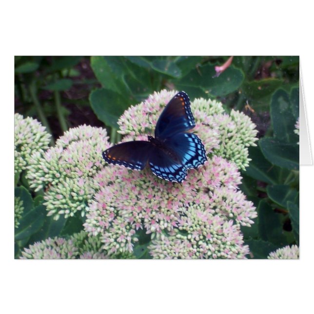 Butterfly Card - Blank inside (Front Horizontal)