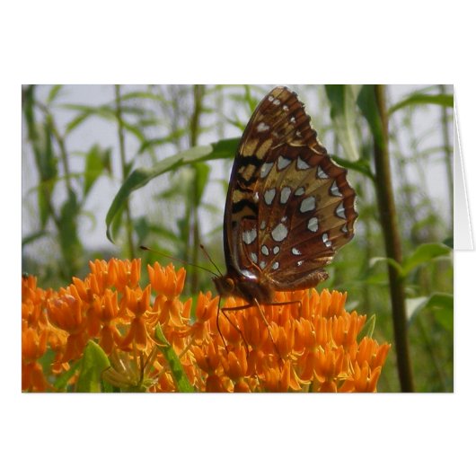 Butterfly Card (Blank on Inside) (Front Horizontal)