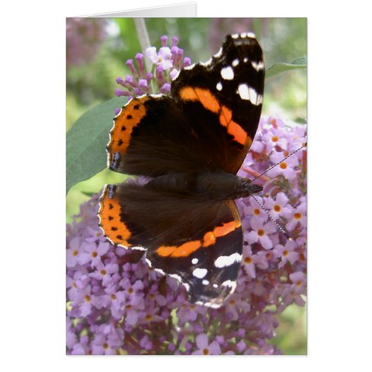 Butterfly Card - Red Admiral (Front)