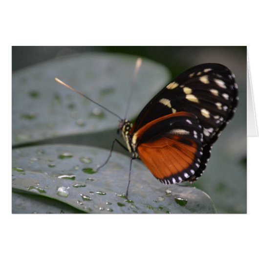 Butterfly Cards (Front Horizontal)