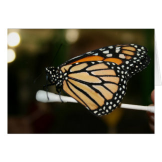 Butterfly Cards