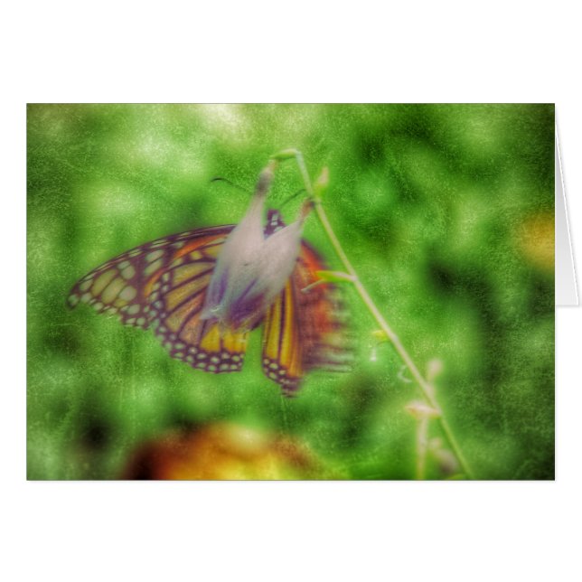 Butterfly Cards (Front Horizontal)
