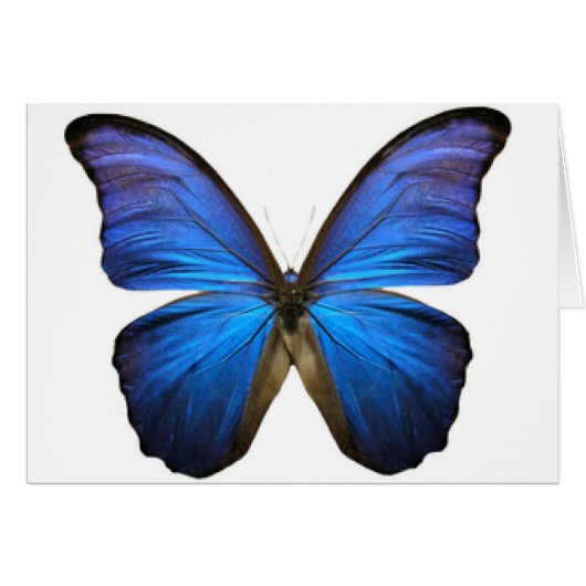 BUTTERFLY CARDS (Front Horizontal)