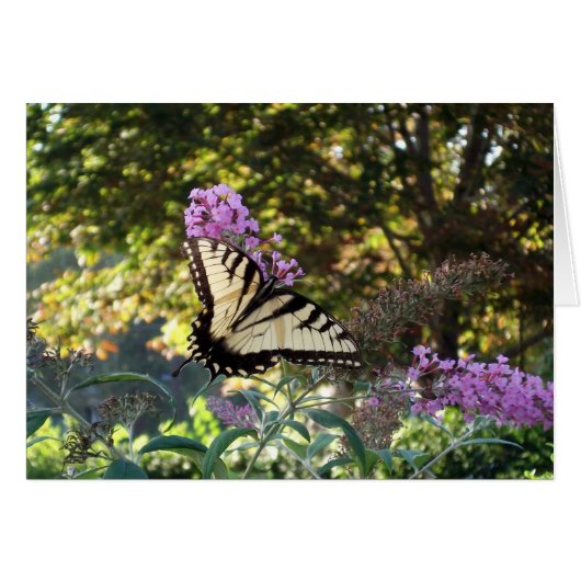 butterfly cards (Front Horizontal)
