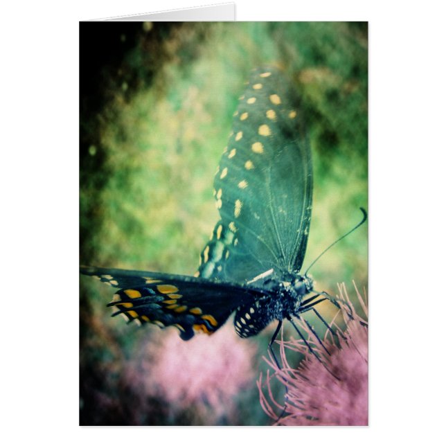 Butterfly Cards (Front)