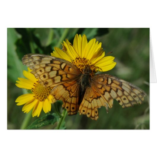 BUTTERFLY CARDS (Front Horizontal)