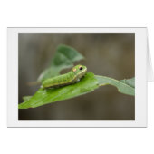 Butterfly Caterpillar Larva (Front Horizontal)