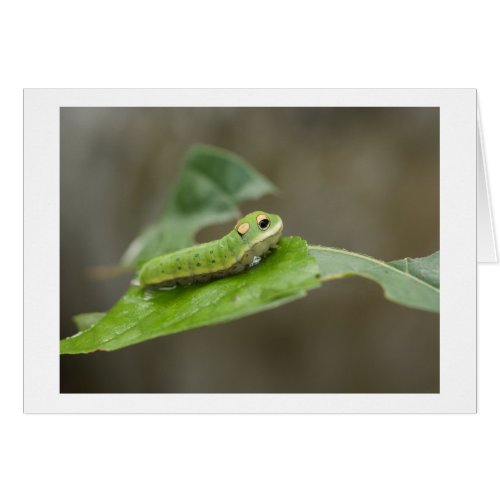 Butterfly Caterpillar Larva