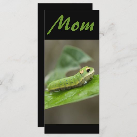 Butterfly Caterpillar Larva (Front/Back)