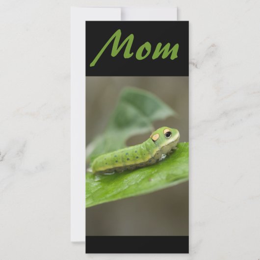 Butterfly Caterpillar Larva (Front)