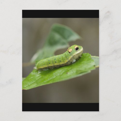 Butterfly Caterpillar Larva Postcard