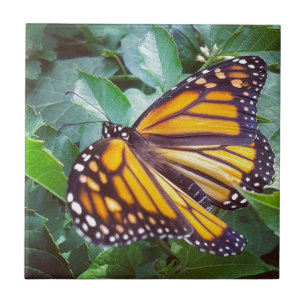 Butterfly Ceramic Tile