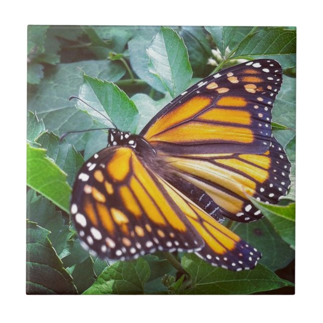 Butterfly Ceramic Tile (Front)