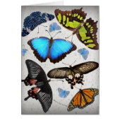 Butterfly Circle 2 (Front)