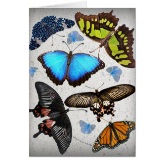 Butterfly Circle 2 Cards
