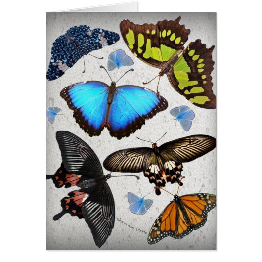 Butterfly Circle 2 Cards (Front)