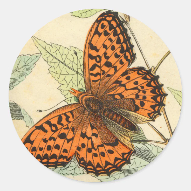 Butterfly Classic Round Sticker Zazzle 5535