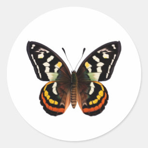 Butterfly Classic Round Sticker