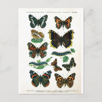 butterfly-clip-art-19 postcard