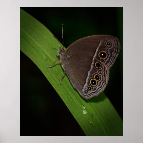 Butterfly Closeup Photo Poster