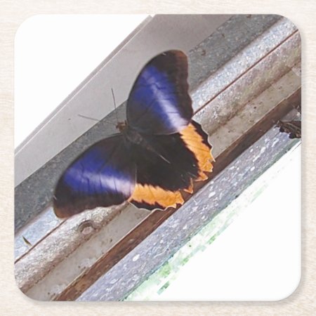 Butterfly Coaster 3