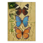 Butterfly collection (Front)