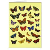 Butterfly Collection (Front)