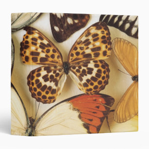 Butterfly collection 3 ring binder