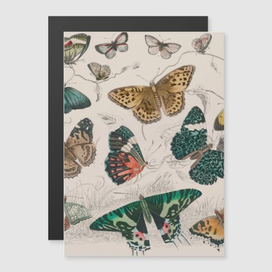 Butterfly Collection Antique Butterflies (Front/Back)