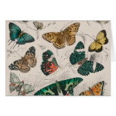 Butterfly Collection Antique Butterflies (Front Horizontal)