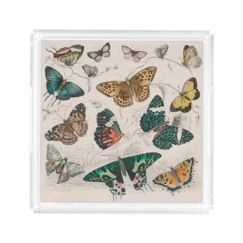 Butterfly Collection Antique Butterflies Acrylic Tray